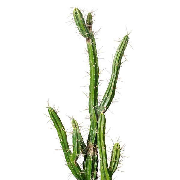 Vickerman 46-in Artificial Green Cactus, Black Plastic Planters Pot