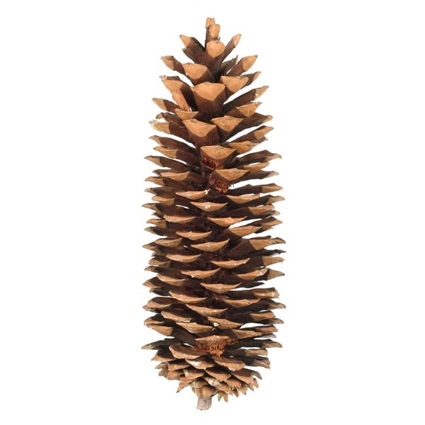 Vickerman 9.5-10-in Sugar Pinecones - 70/Pack