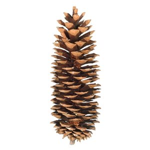 Vickerman 9.5-10-in Sugar Pinecones - 70/Pack