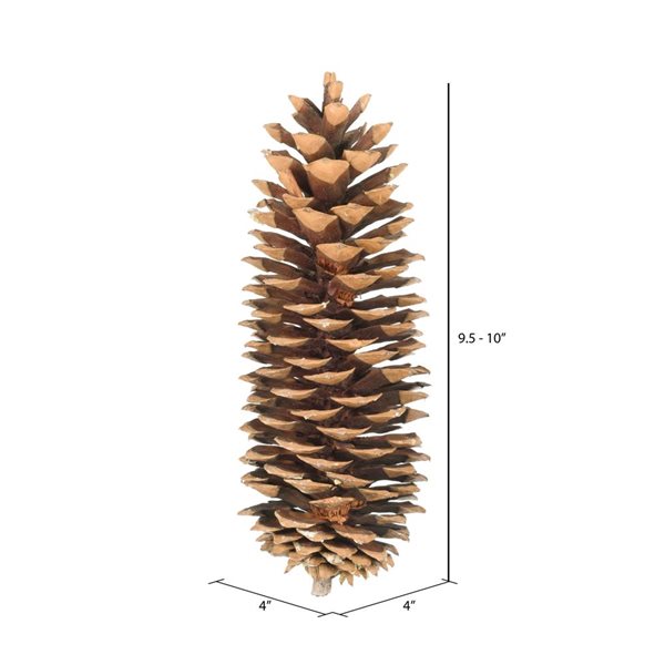 Vickerman 9.5-10-in Sugar Pinecones - 70/Pack