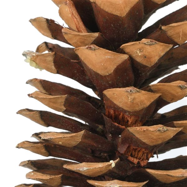 Vickerman 9.5-10-in Sugar Pinecones - 70/Pack