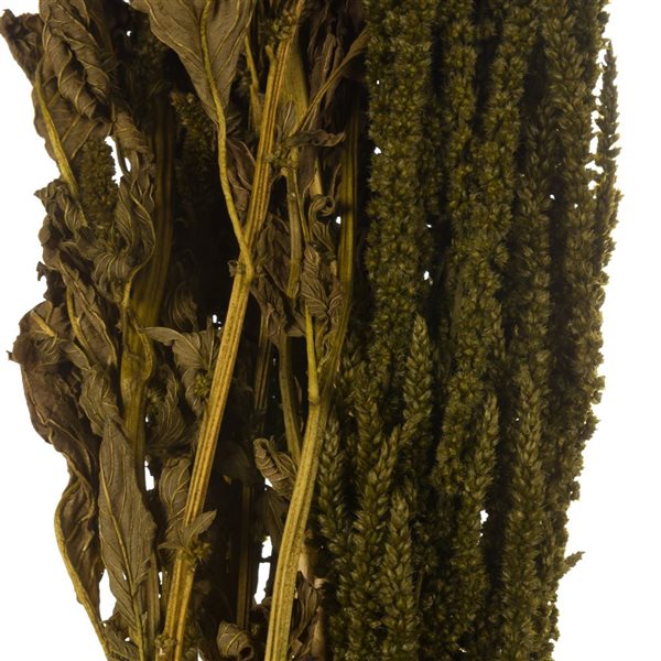 Vickerman 30-in Olive Green Amaranthus Bundle - Preserved