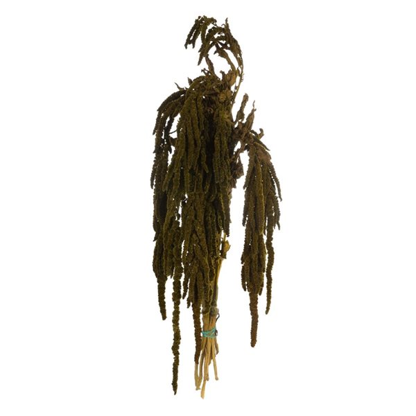 Vickerman 30-in Olive Green Amaranthus Bundle - Preserved