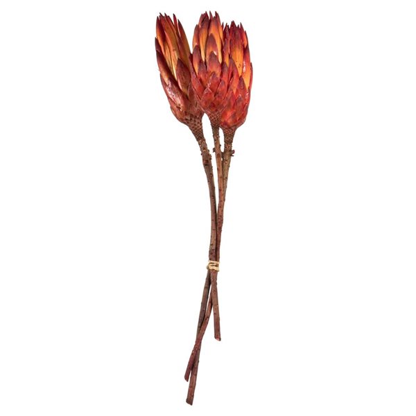 Vickerman 8-12-in Red (Natural) Repens - Natural Stem - 180/Pack - Dried