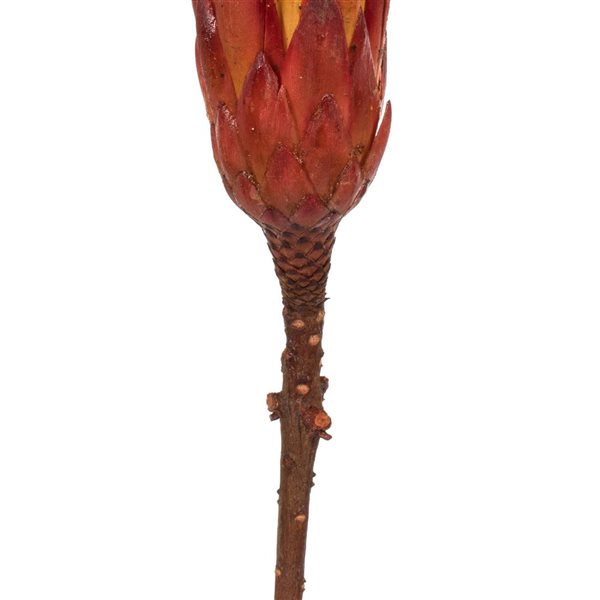 Vickerman 8-12-in Red (Natural) Repens - Natural Stem - 180/Pack - Dried