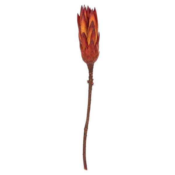 Vickerman 8-12-in Red (Natural) Repens - Natural Stem - 180/Pack - Dried