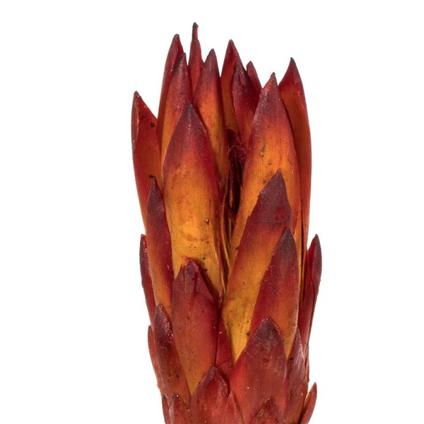 Vickerman 8-12-in Red (Natural) Repens - Natural Stem - 180/Pack - Dried