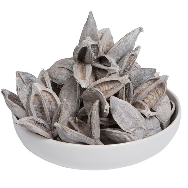 Vickerman 3-4-in White Wash Sora Pods - Dried - 25/Pack