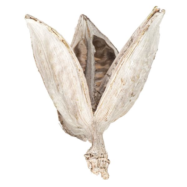 Vickerman 3-4-in Bleached Sora Pod - 250/Pack - Dried