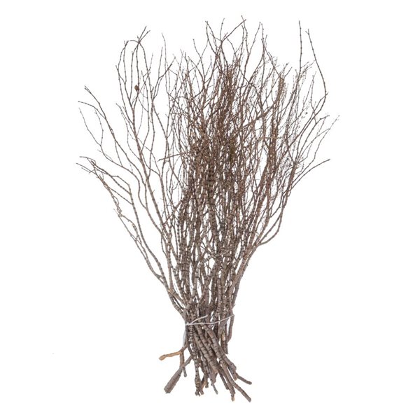 Vickerman 36-in Tigerwood bundle - 25 stems per Bundle - Dried