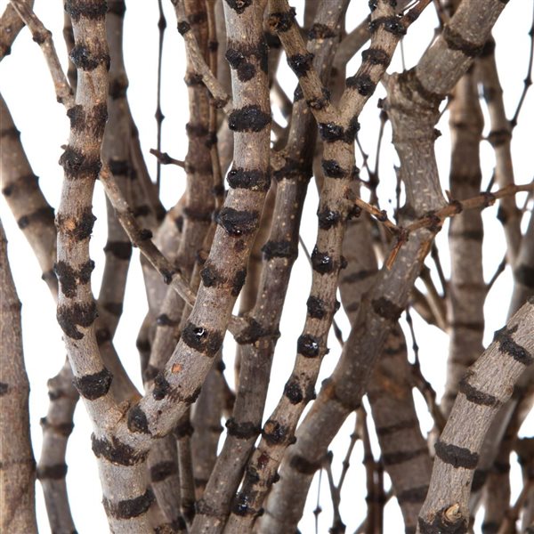 Vickerman 36-in Tigerwood bundle - 25 stems per Bundle - Dried