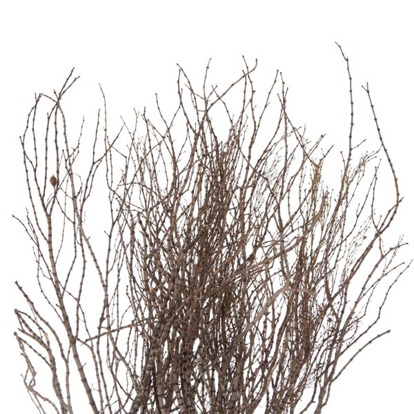 Vickerman 36-in Tigerwood bundle - 25 stems per Bundle - Dried
