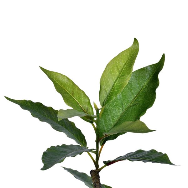 Vickerman 7-ft Potted Artificial Green Nandina Tree