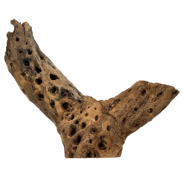 Vickerman 4 -18-in Assorted Cholla Odds & Ends - Dried