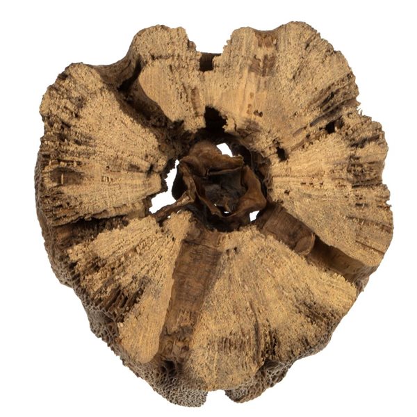 Vickerman 4 -18-in Assorted Cholla Odds & Ends - Dried