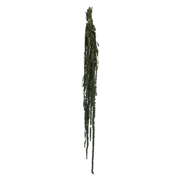 Vickerman 30-in Green Amaranthus Bundle - Preserved