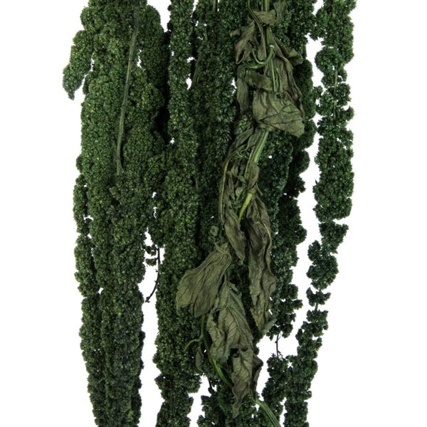 Vickerman 30-in Green Amaranthus Bundle - Preserved