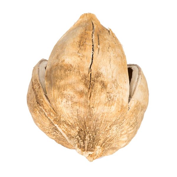 Vickerman 3-4-in Bleached Sora Pods - 25/Pack - Dried