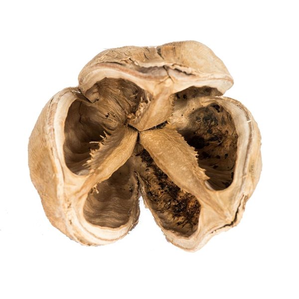 Vickerman 3-4-in Bleached Sora Pods - 25/Pack - Dried