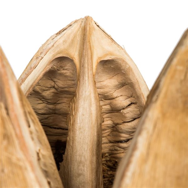 Vickerman 3-4-in Bleached Sora Pods - 25/Pack - Dried