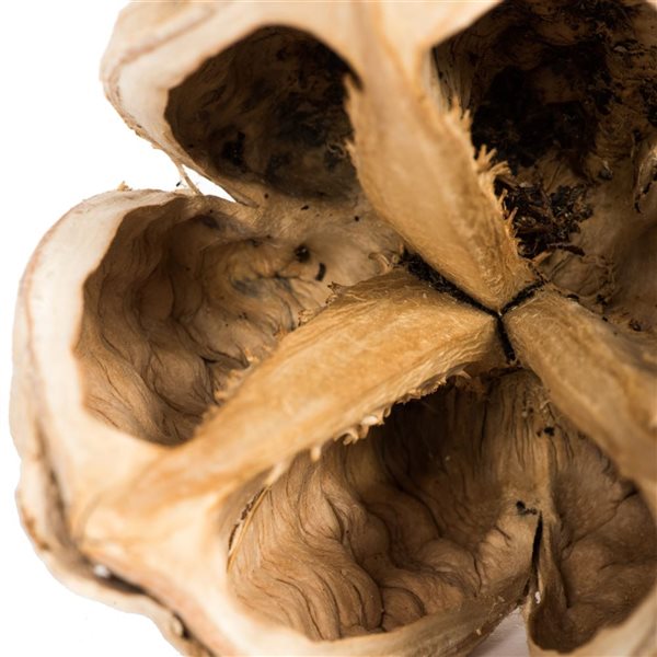 Vickerman 3-4-in Bleached Sora Pods - 25/Pack - Dried