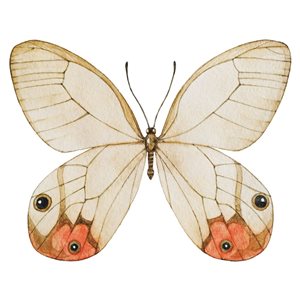 Décalque mural Papillon de WallPops pour tête de lit 35 po x 45 po