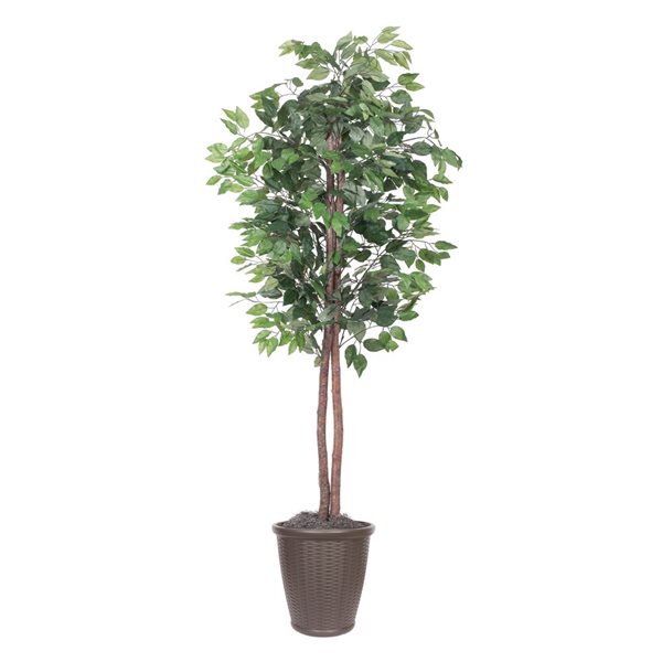 Vickerman 6-ft Artificial Ficus Tree in Brown Round Plastic Container