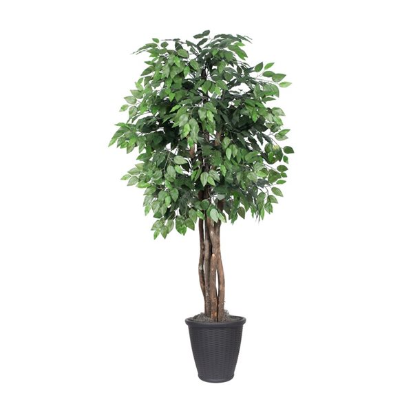 Vickerman 6-ft Artificial Ficus Executive Tree in Gray Round Plastic Container