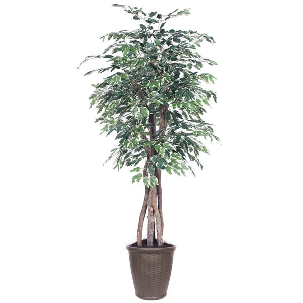 Vickerman 6-ft Artificial Variegated Ficus Executive in Brown Round Plastic Container