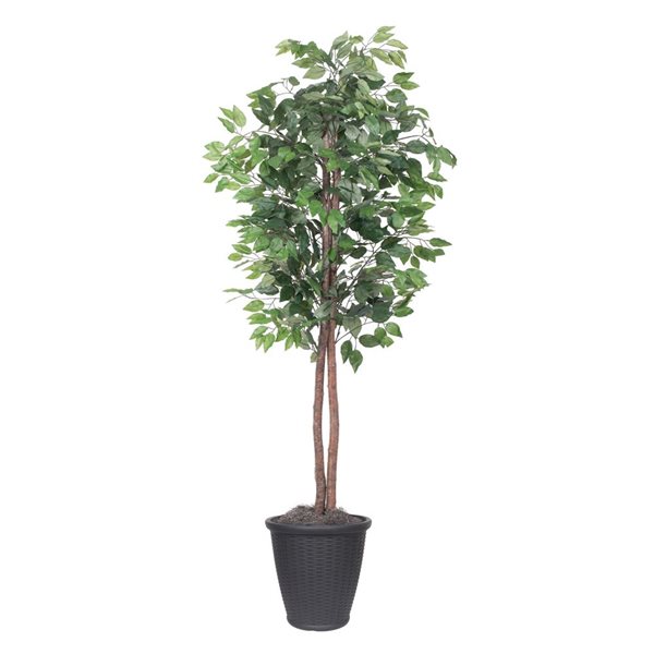 Vickerman 6-ft Artificial Ficus Tree in Gray Round Plastic Container