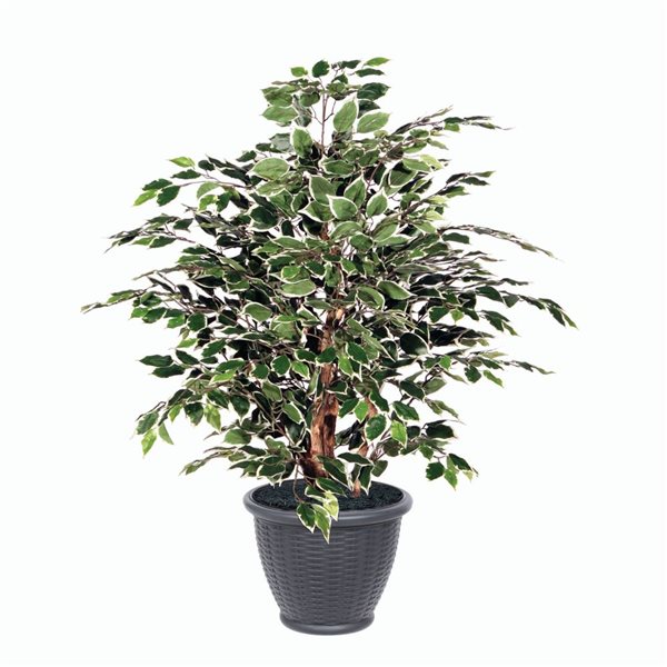 Vickerman 4-ft Artificial Variegated Ficus Extra Full Bush with Gray Round Plastic Container