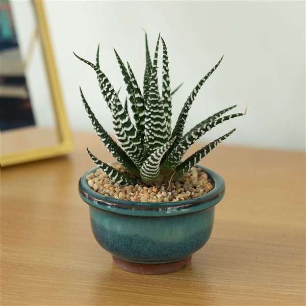 Gardenised Decorative Mini Glazed Ceramic Bonsai Succulent Pots Flower Planter with Drainage Holes, 4 Pack