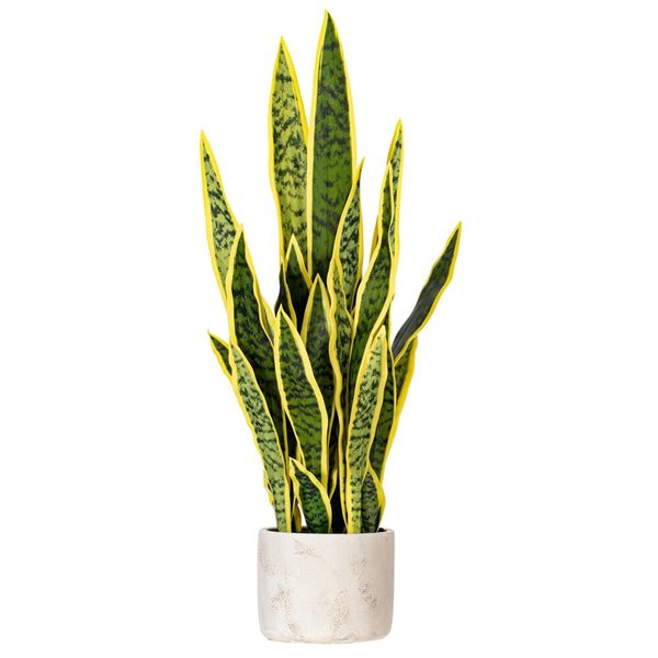Vickerman 28-in Artificial Green Snake Plant in Cement Pot