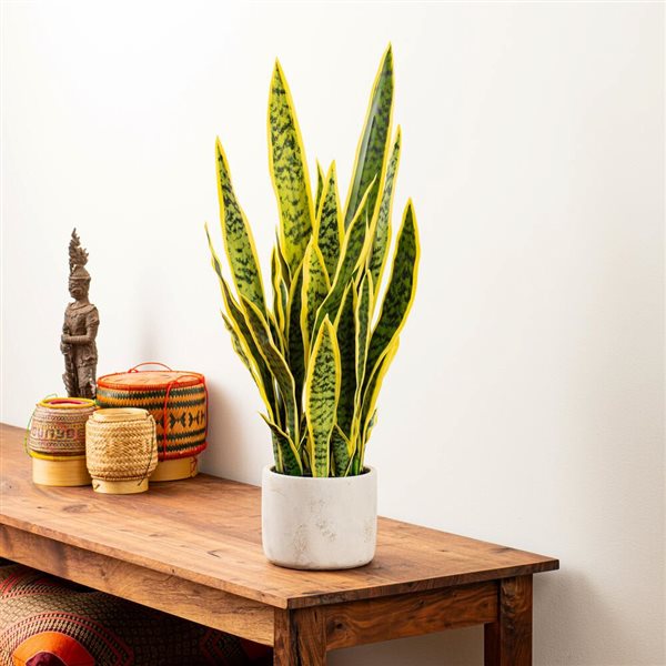 Vickerman 28-in Artificial Green Snake Plant in Cement Pot