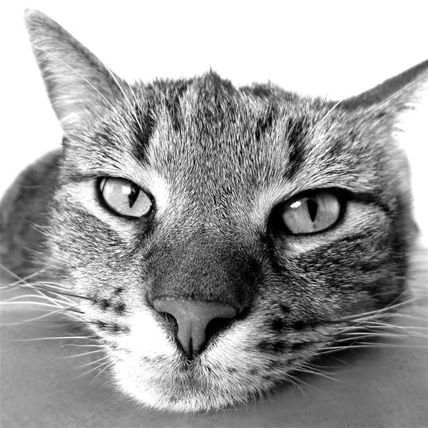 A&E Bath and Shower Gizmo 30 x 30-in High-Definition Black and White Framed Canvas Modern Wall Art