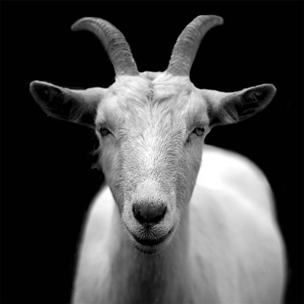 A&E Bath and Shower 30 x 30-in Black/White Goat Photography Wall Art - Billy