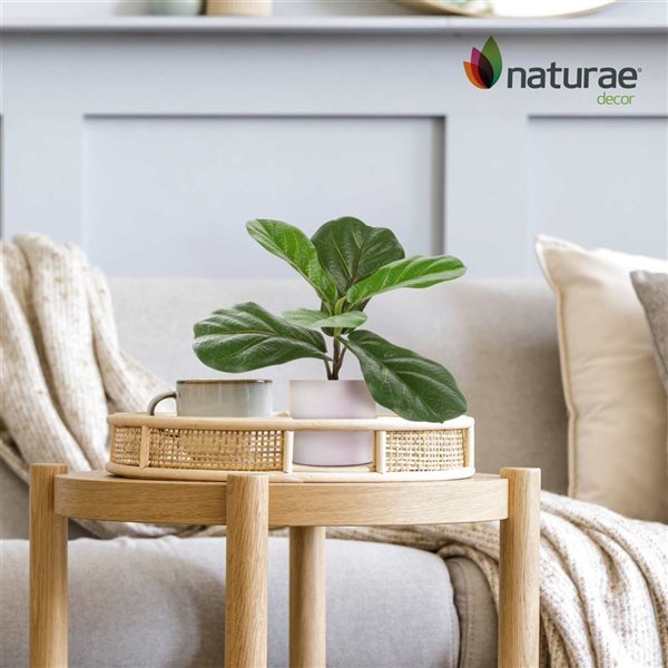 Naturae Decor 12-in Artificial Ficus
